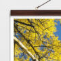 Κρεμαστός Καμβάς: Κοιτώντας ψηλά δέντρα με κίτρινα φύλλα ΙI