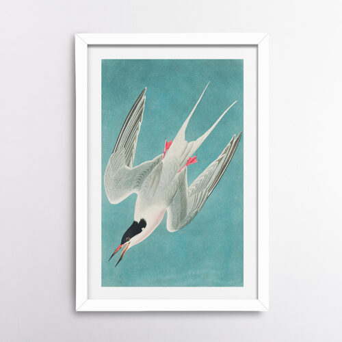 Ροδογλάρονο από το βιβλίο “Birds of America” (1827) – Τζον Τζέιμς Οντιμπόν