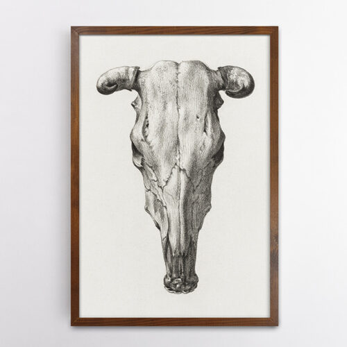 Κρανίο Αγελάδας (1816) - Ζαν Μπέρναρντ σε Κορνίζα