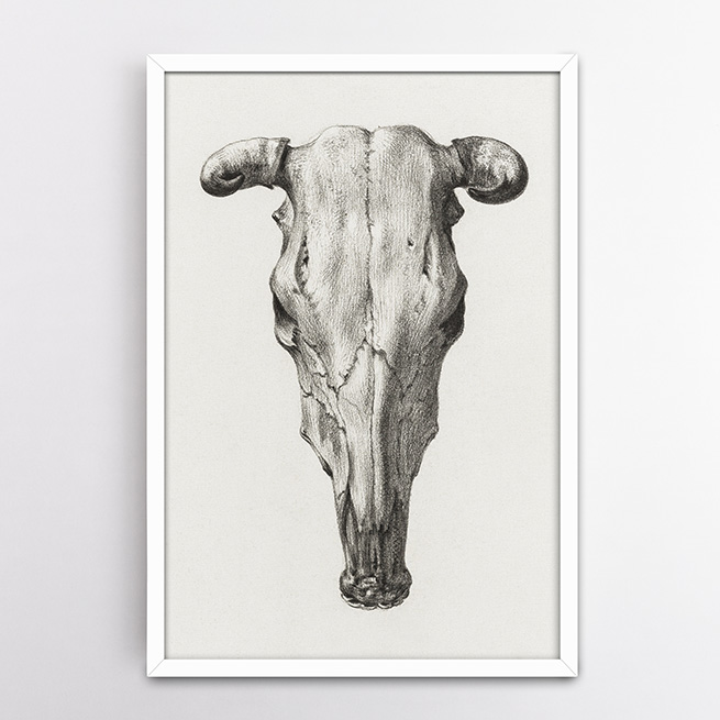 Κρανίο Αγελάδας (1816) - Ζαν Μπέρναρντ σε Κορνίζα