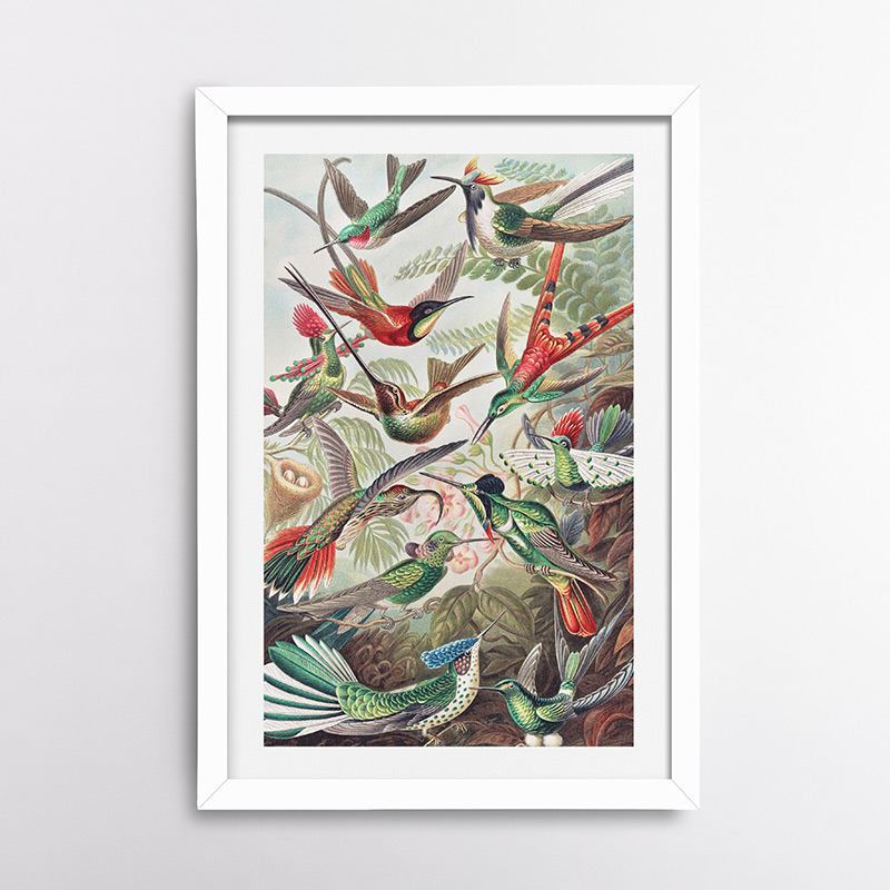 Τροχιλίδες – Κολιμπρί του Ερνστ Χέκελ, 1904