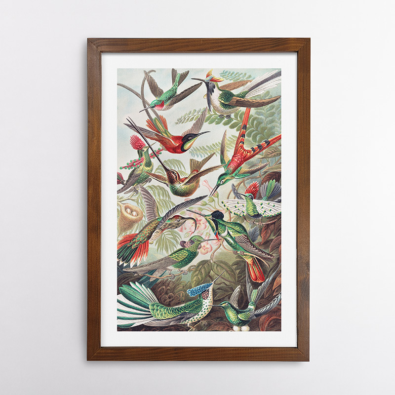 Τροχιλίδες – Κολιμπρί του Ερνστ Χέκελ, 1904