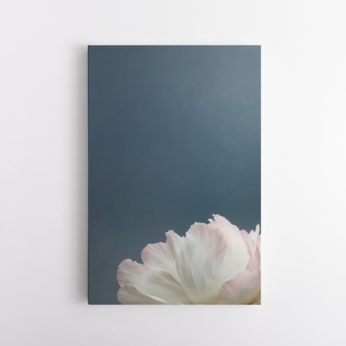 Λευκά πέταλα σε γκρι φόντο